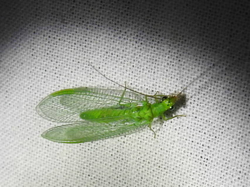 Chrysopidae - zöldfátyolkák