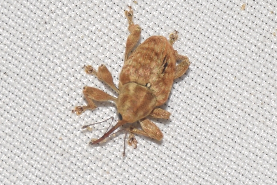 Curculio pellitus - makklikasztó zsuzsóka