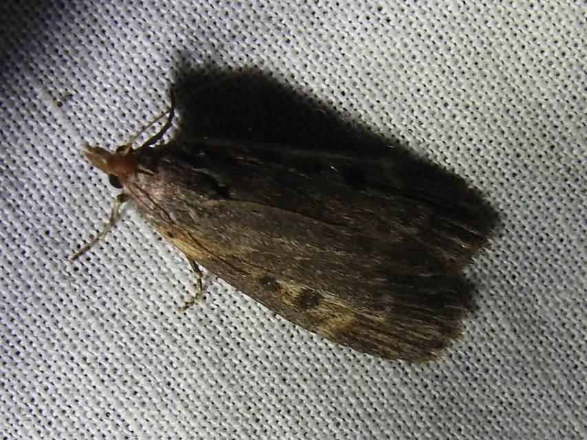 Lamoria anella - törmelékmoly