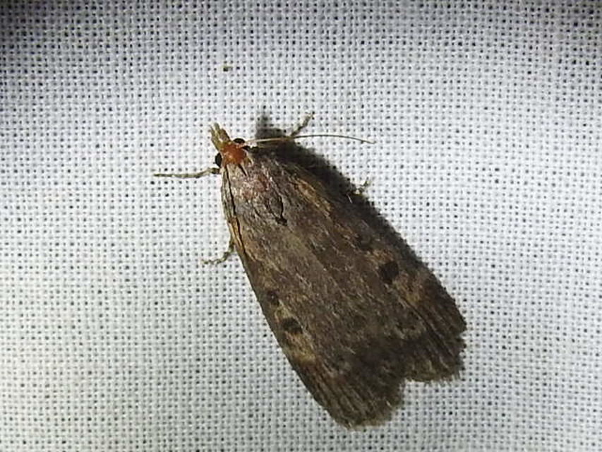 Lamoria anella - törmelékmoly