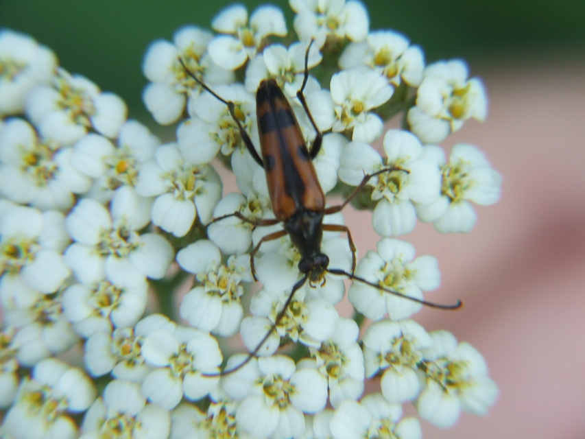 Stenurella septempunctata - hétpettyes karcsúcincér