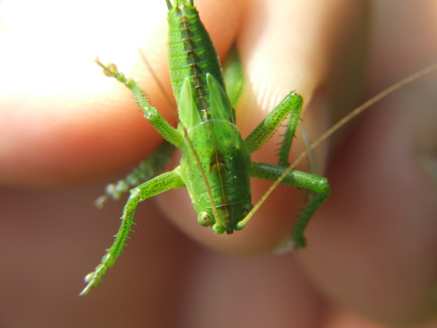 Tettigonia
