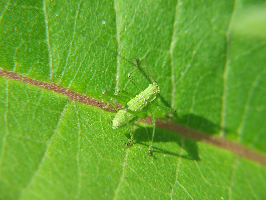 Leptophyes