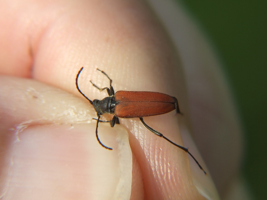 Anastrangalia sanguinolenta - kétszínű virágcincér