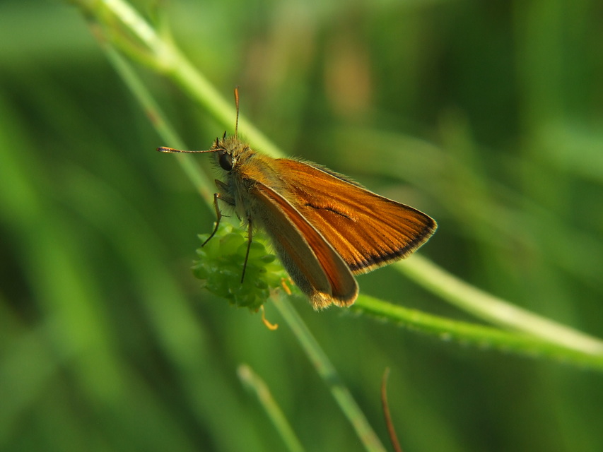 Thymelicus sylvestris - barna busalepke