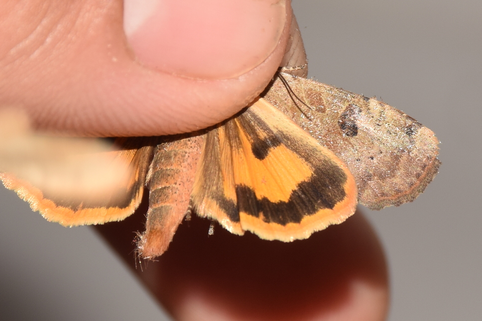 Noctua interposita - köztes sárgafűbagoly