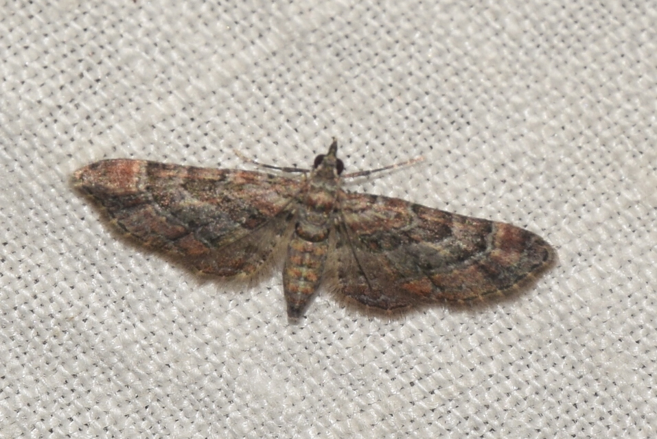 Gymnoscelis rufifasciata - vöröscsíkos törpearaszoló
