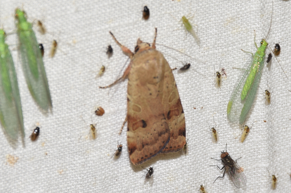 Noctua interposita - köztes sárgafűbagoly