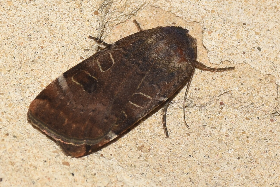 Noctua interposita - köztes sárgafűbagoly