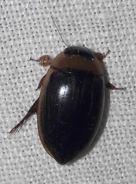 Hydaticus grammicus - déli mocsáricsíkbogár