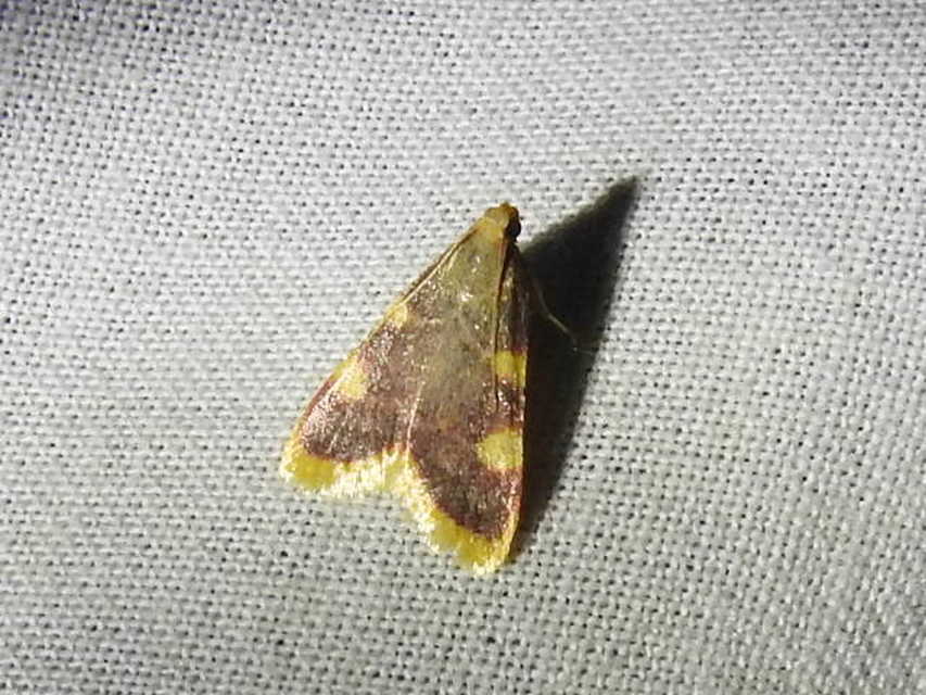 Hypsopygia costalis - szénailonca Hypsopygia costalis - szénailonca