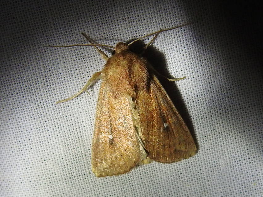Mythimna albipuncta - fehérpettyes rétibagoly