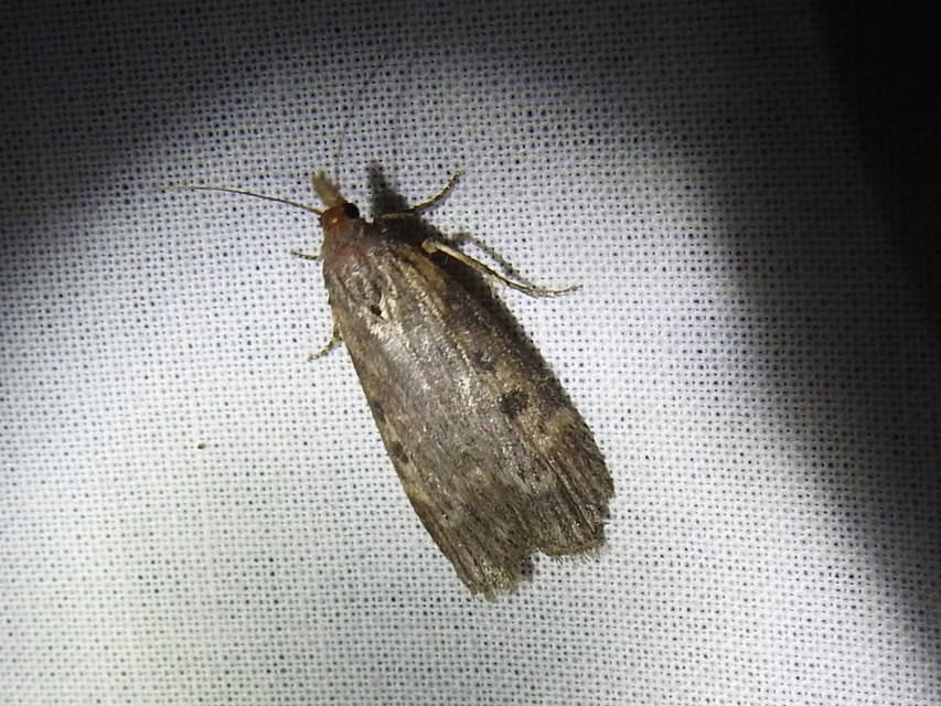Lamoria anella - törmelékmoly