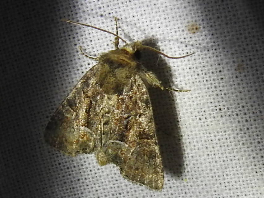 Oligia strigilis/latruncula/versicolor