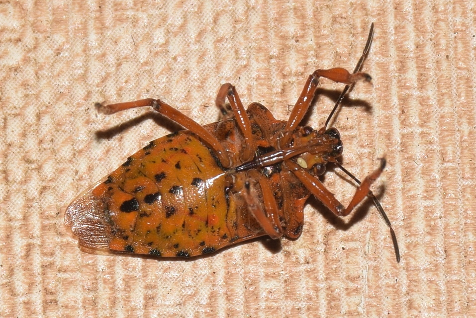 Pinthaeus sanguinipes Pinthaeus sanguinipes