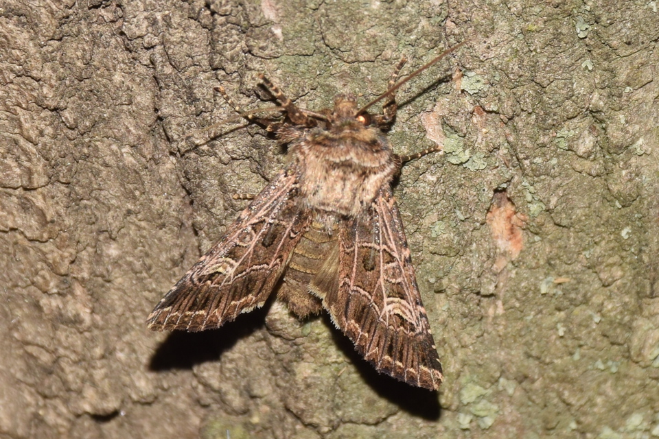 Heliophobus reticulata - fehéreres kertibagoly