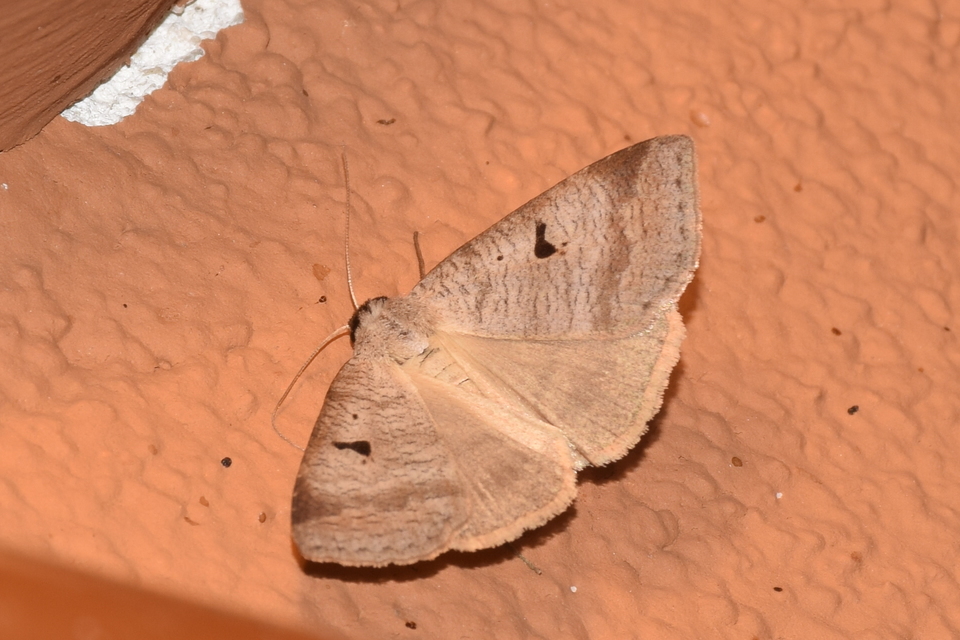 Lygephila pastinum - közönséges csüdfűbagoly
