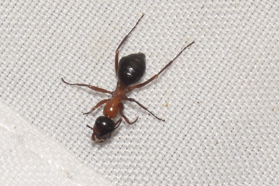 Formica