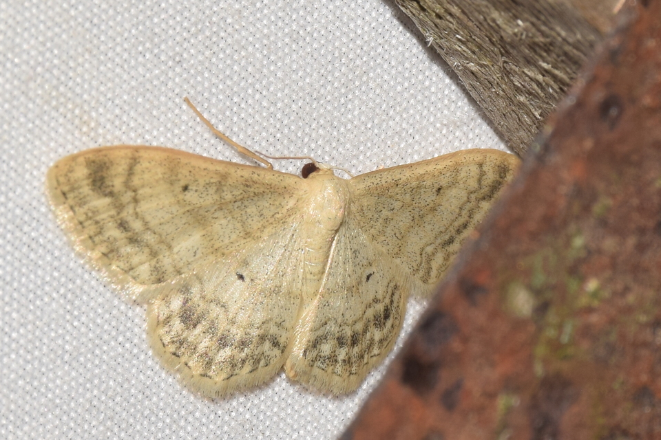 Idaea deversaria - egyszínű sávosaraszoló