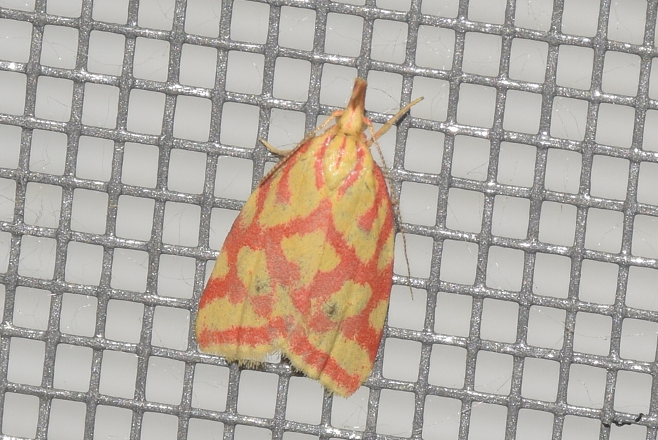 Hypercallia citrinalis - pirossávos díszmoly