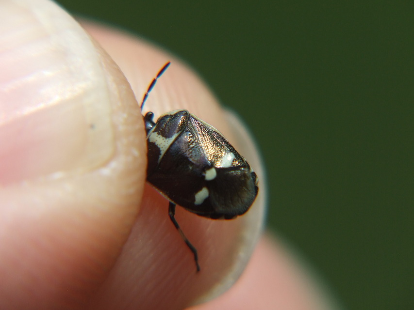 Eurydema oleracea - paréjpoloska Eurydema oleracea - paréjpoloska