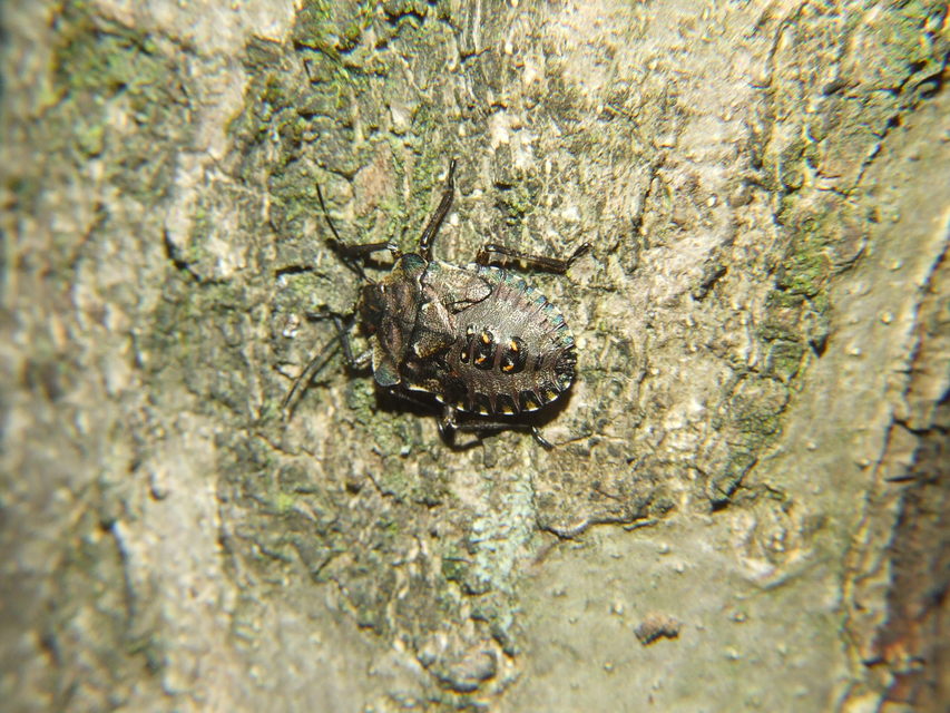 Pentatoma rufipes - vöröslábú címerespoloska Pentatoma rufipes - vöröslábú címerespoloska