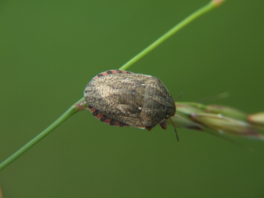 Eurygaster Eurygaster