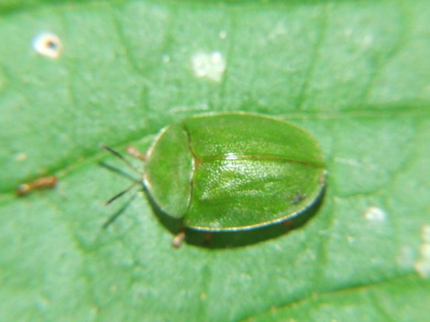 Cassida viridis - zöld pajzsbogár Cassida viridis - zöld pajzsbogár