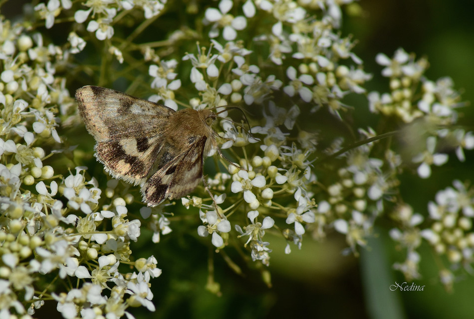 Heliothis viriplaca - mácsonyabagoly