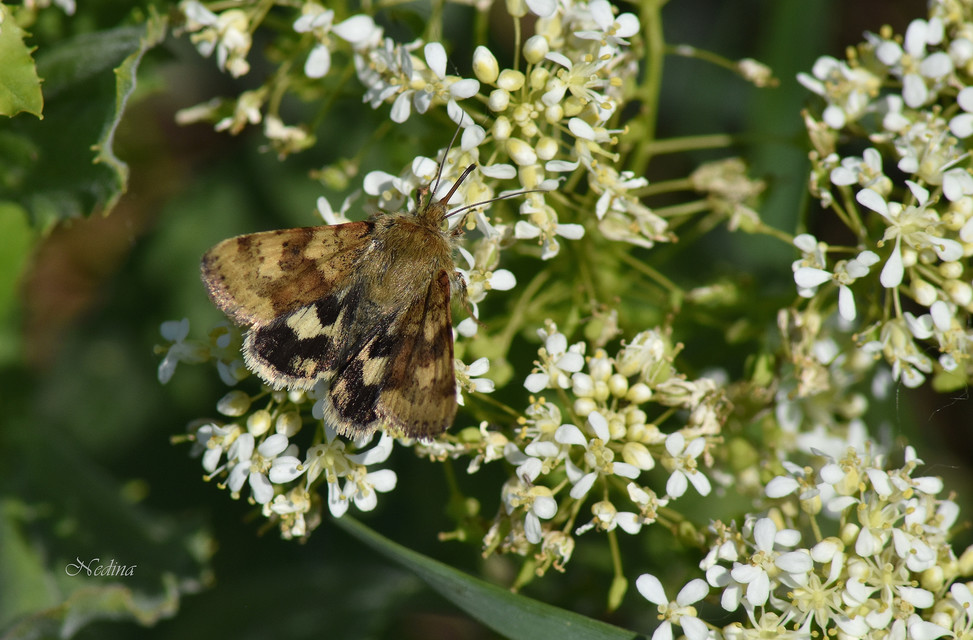 Heliothis viriplaca - mácsonyabagoly