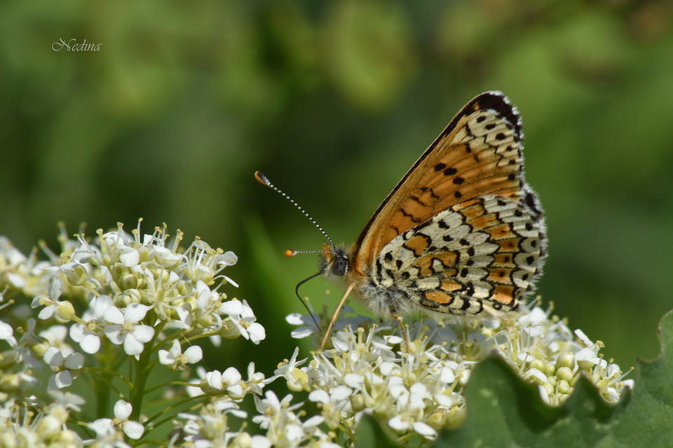 Melitaea cinxia - réti tarkalepke