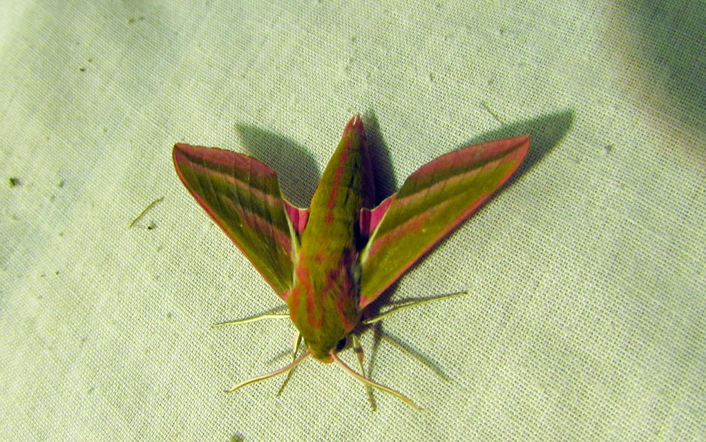 Deilephila elpenor - szőlőszender