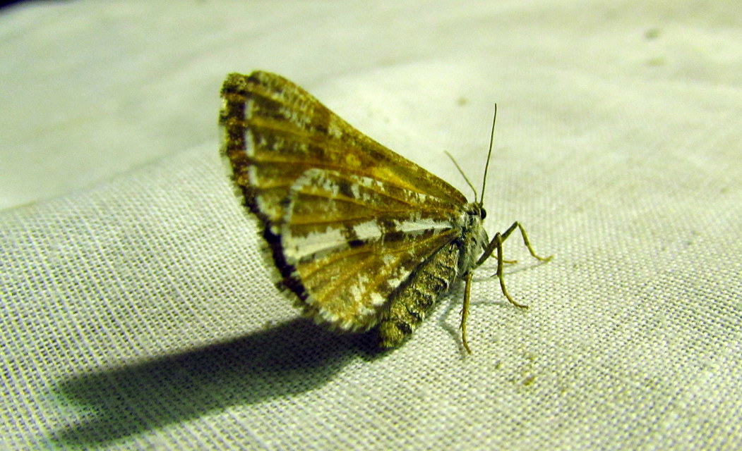 Bupalus piniaria - fenyőaraszoló