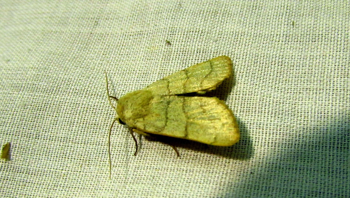 Charanyca trigrammica - háromsávos lombbagoly