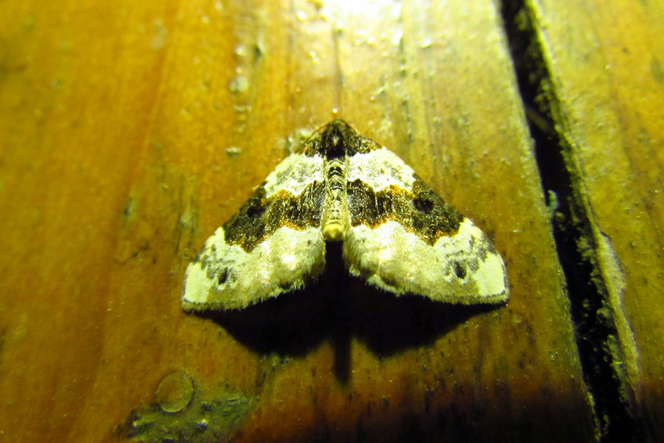Cosmorhoe ocellata - szemes galajaraszoló