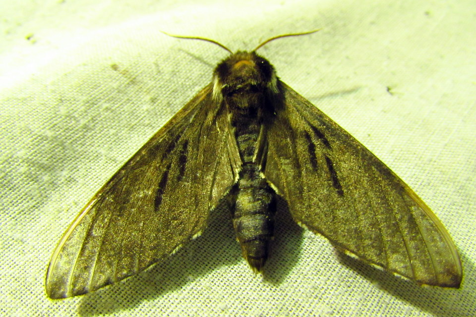 Hyloicus pinastri - fenyőszender