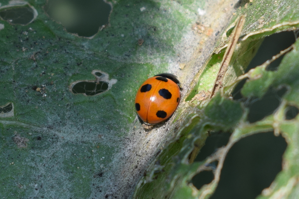 Coccinella magnifica - hangyászkatica