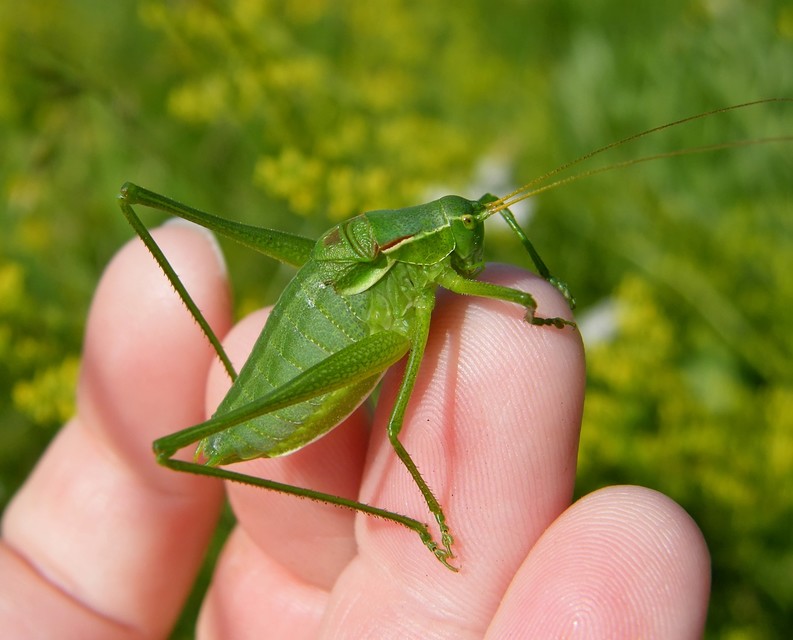 Isophya costata - magyar tarsza