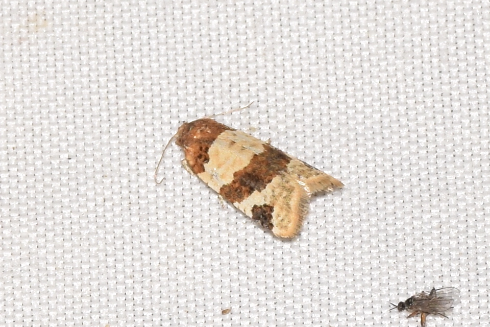 Periclepsis cinctana - galériás sodrómoly
