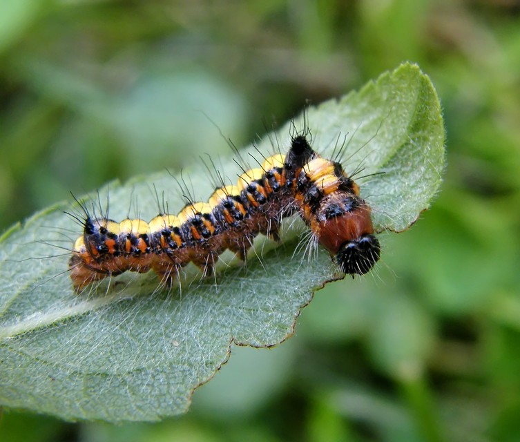 Acronicta psi - pszi-betűs szigonyosbagoly