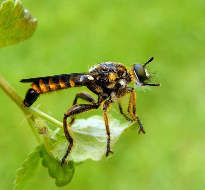 Choerades fimbriata/fulva