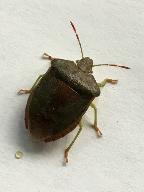 Palomena prasina - zöld bogyómászó-poloska Palomena prasina - zöld bogyómászó-poloska
