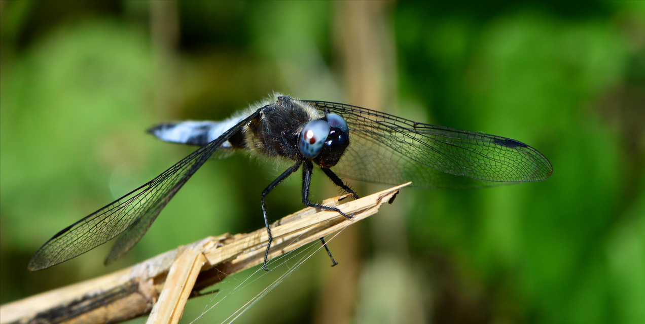 Libellula fulva - kisfoltos laposacsa