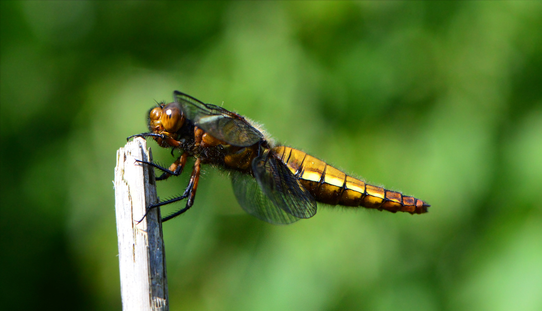 Libellula depressa - széles laposacsa