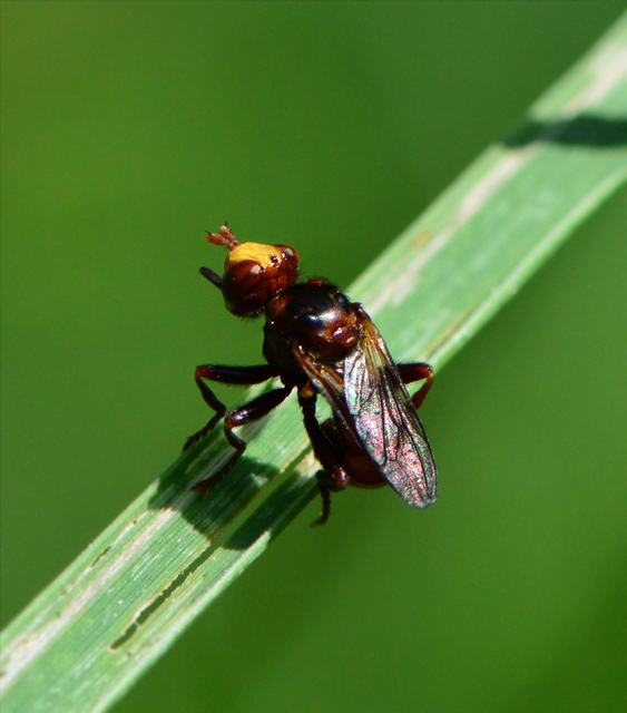 Conopidae - fejeslegyek