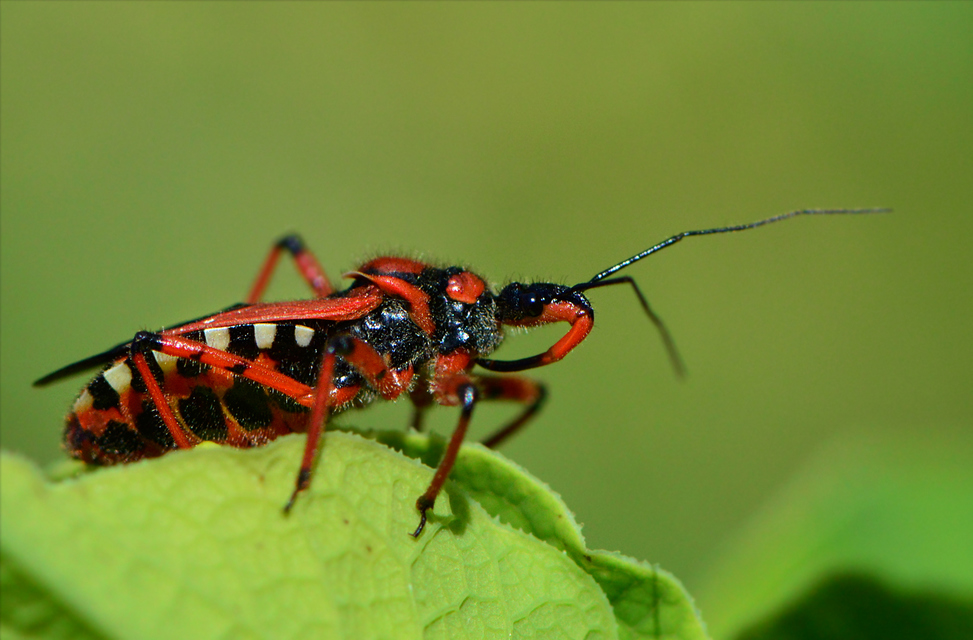 Rhynocoris iracundus - közönséges gyilkospoloska