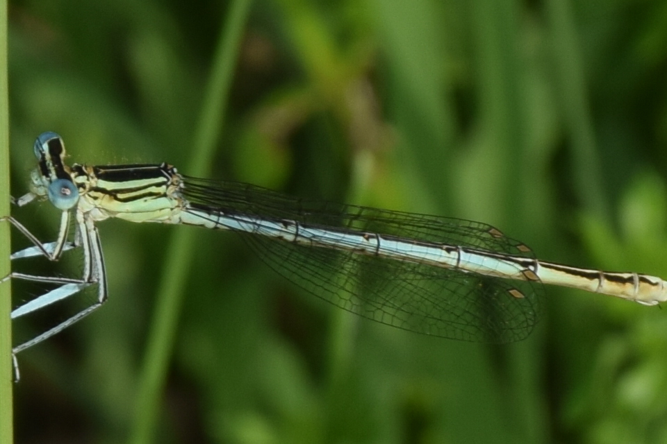 Platycnemis pennipes - széleslábú szitakötő