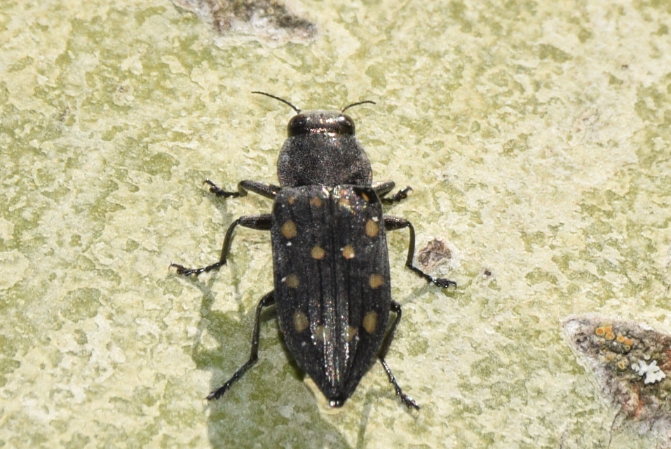 Trachypteris picta decostigma - foltos fürgedíszbogár