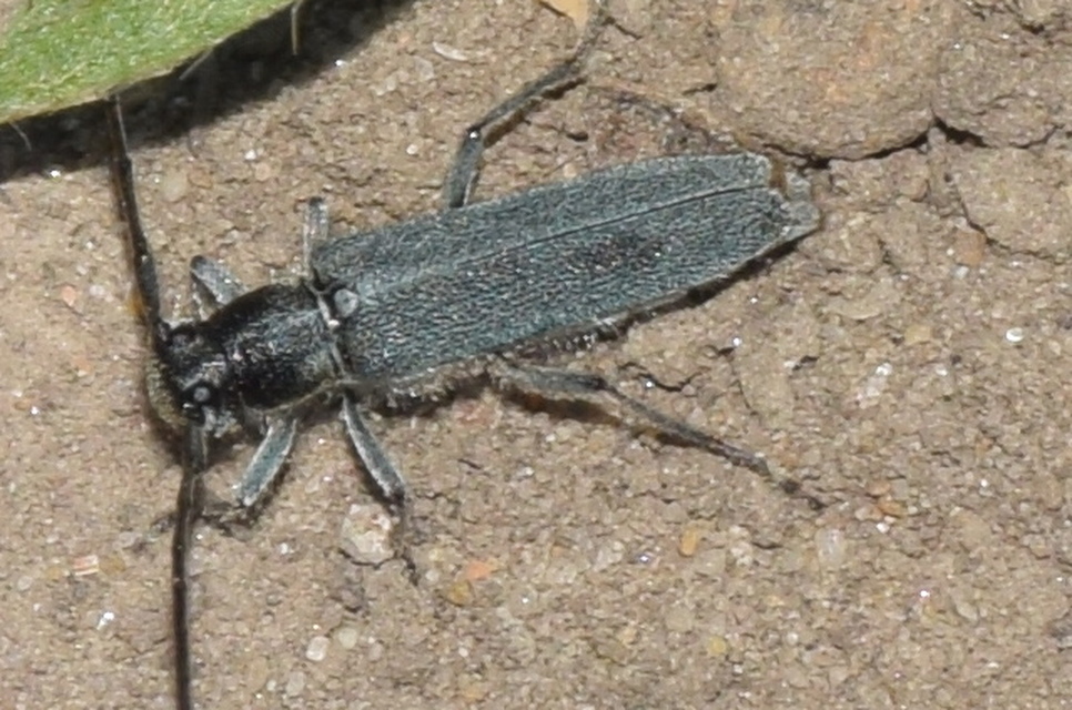 Phytoecia coerulescens - kígyósziszcincér