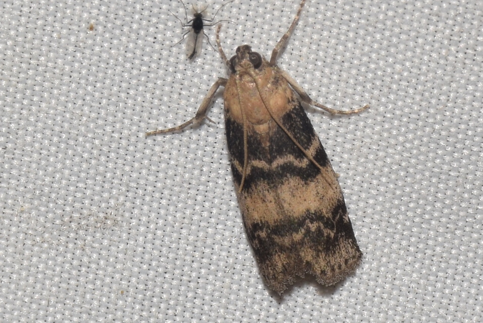 Euzophera pinguis - kőrislakó karcsúmoly